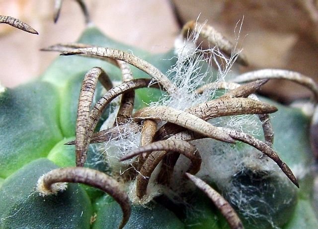 Turbinicarpus _schmiedickeanus _ssp.klinkerianus 'lilinkeuidus' 03